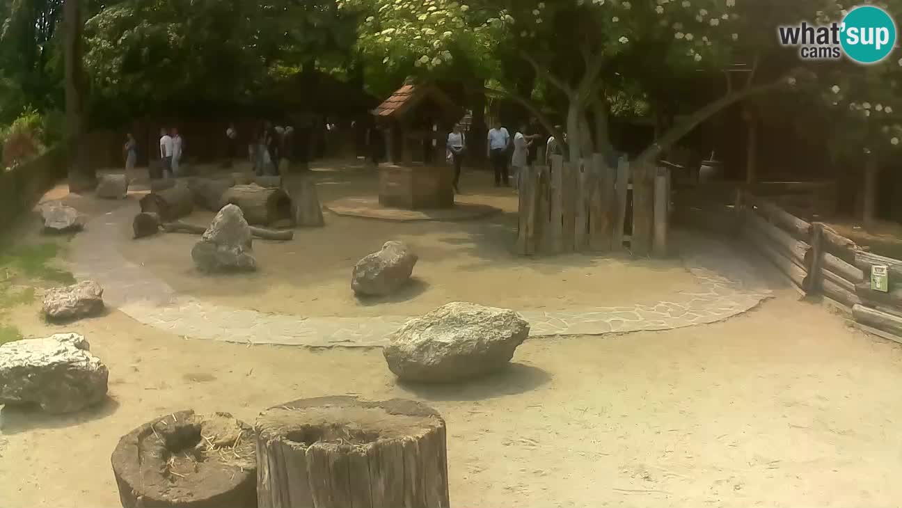 Zoo Zagreb – Brown Capuchin