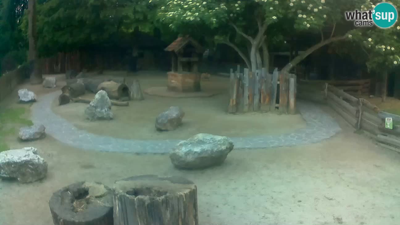 Zoo Zagreb – Cebus apella
