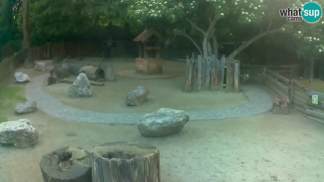 Zoo Zagreb – Brown Capuchin