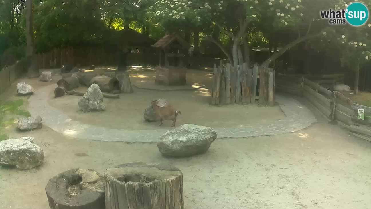 Zoo Zagreb – Cebus apella