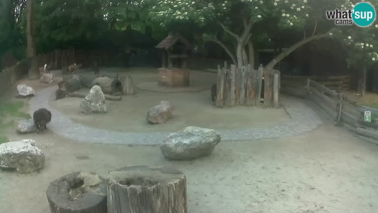 Zoo Zagreb – Brown Capuchin
