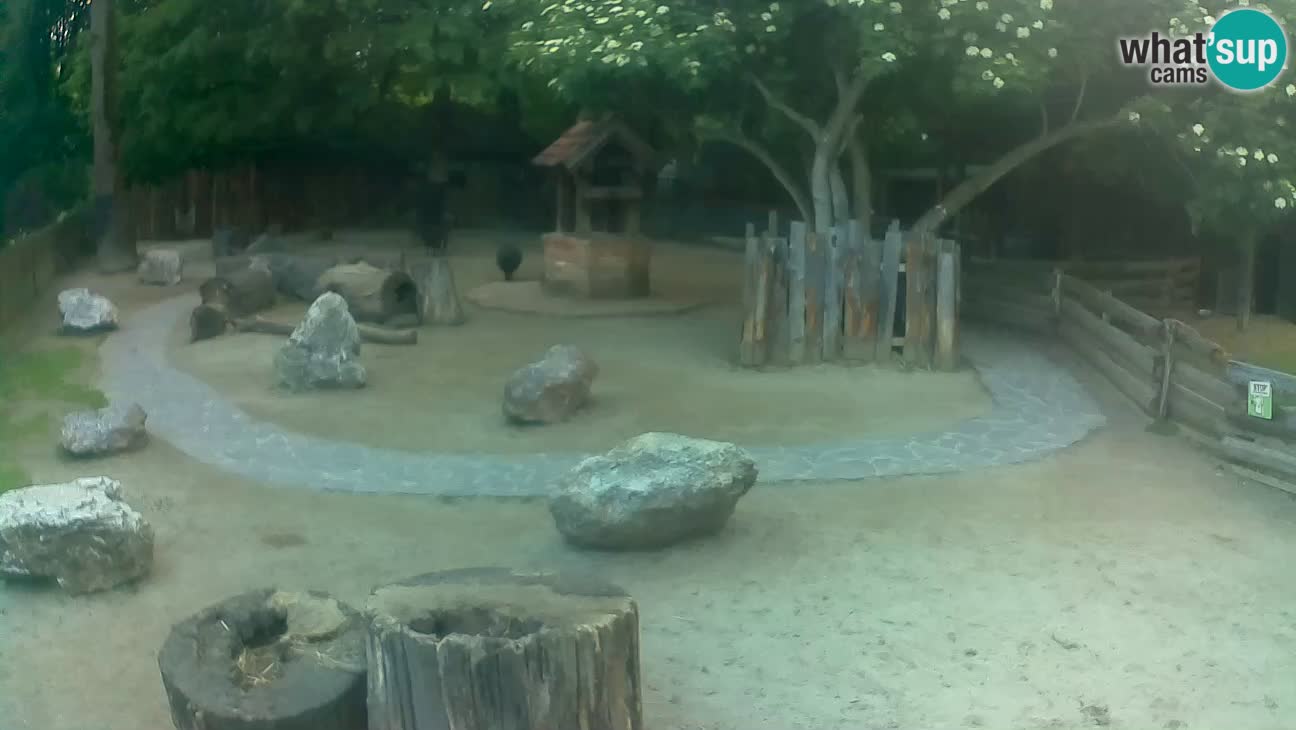 Zoo Zagreb – Rjava kapucinka