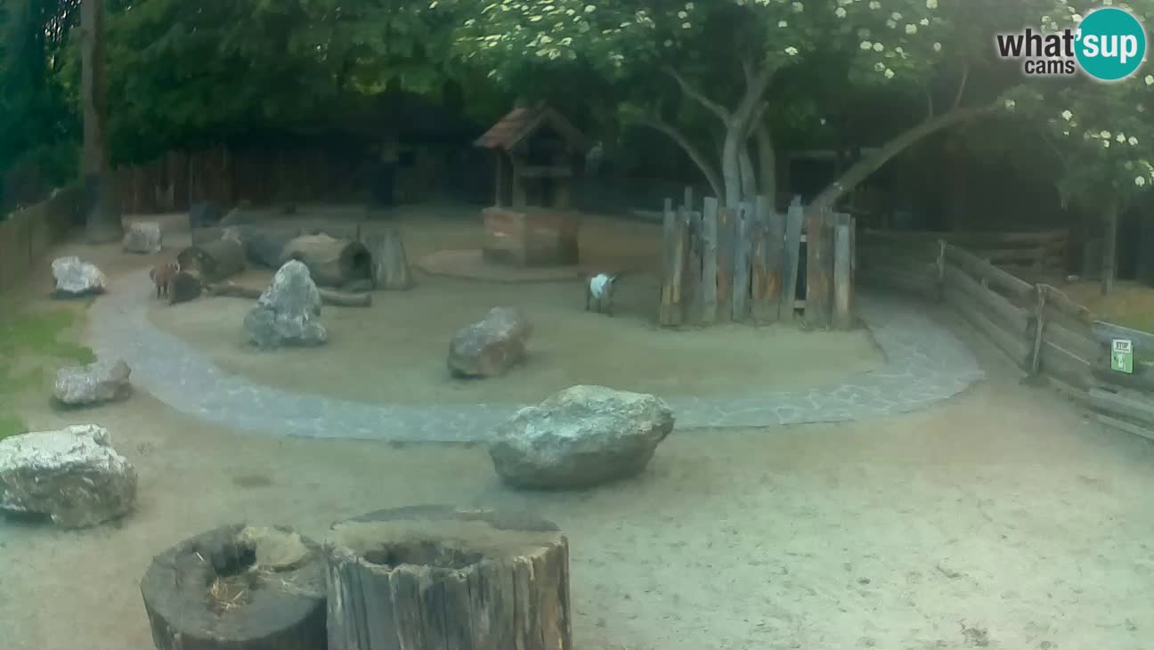 Zoo Zagreb – Brown Capuchin