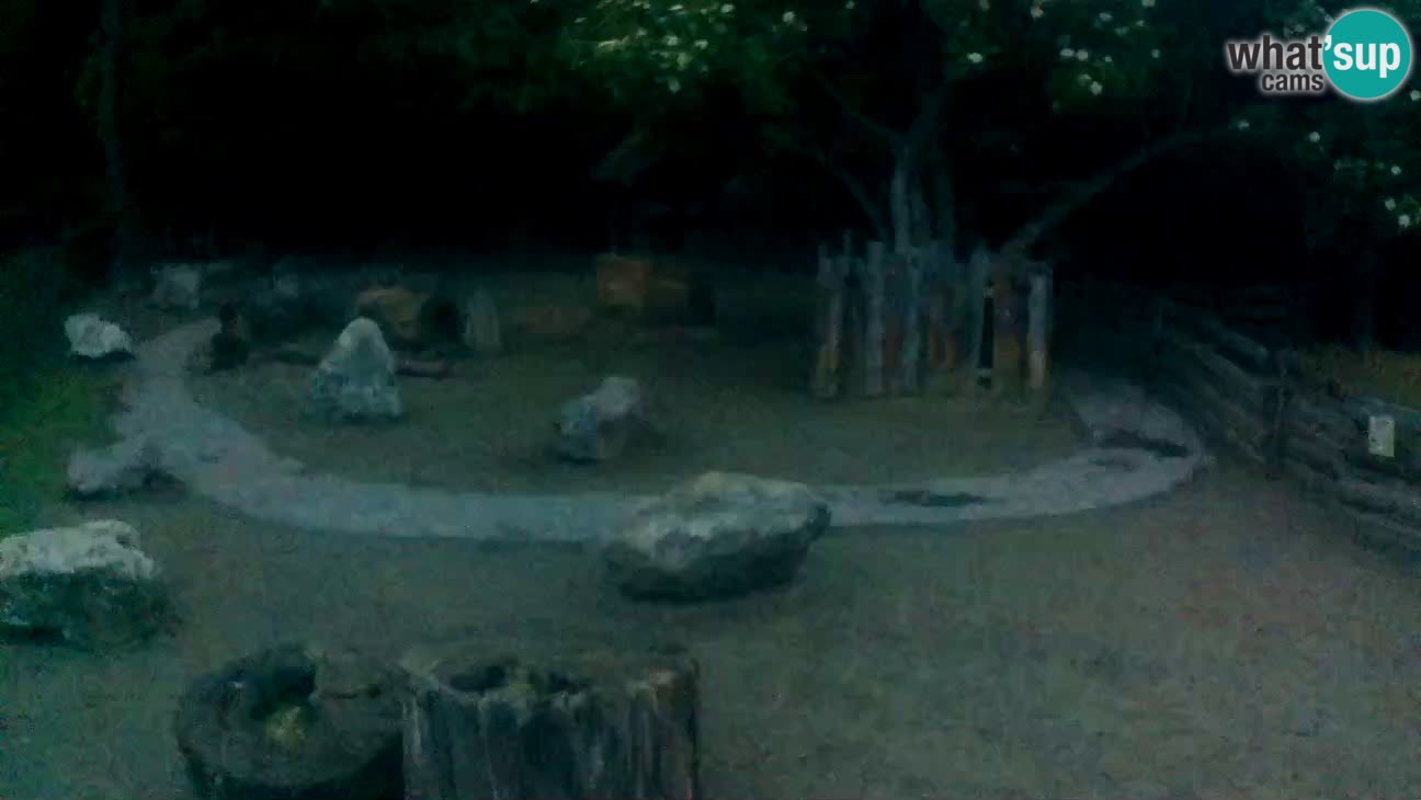 Zoo Zagreb – Rjava kapucinka