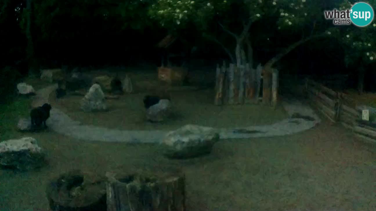 Zoo Zagreb – Brown Capuchin