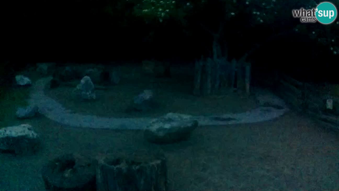 Zoo Zagreb – Brown Capuchin