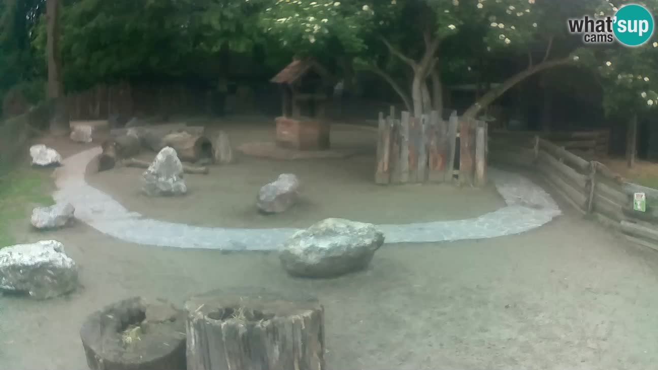 Zoo Zagreb –  Mono maicero