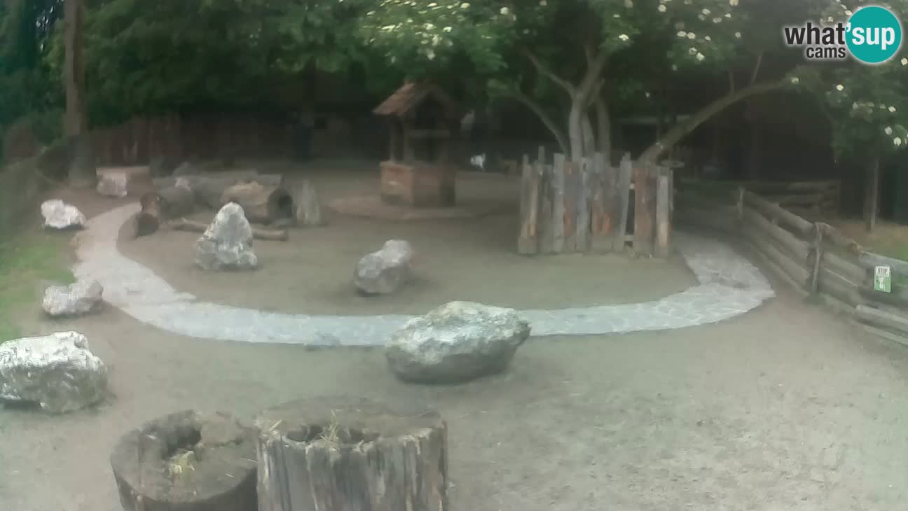 Zoo Zagreb –  Mono maicero