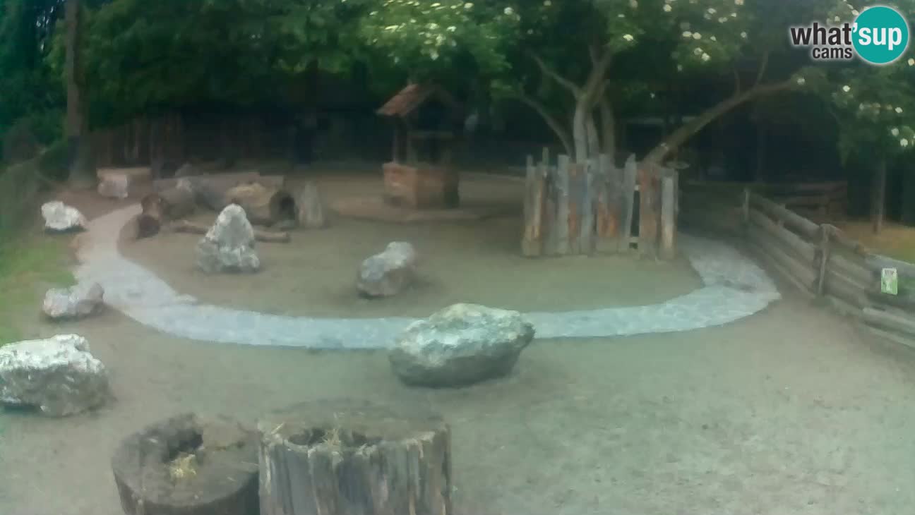 Zoo Zagreb –  Mono maicero