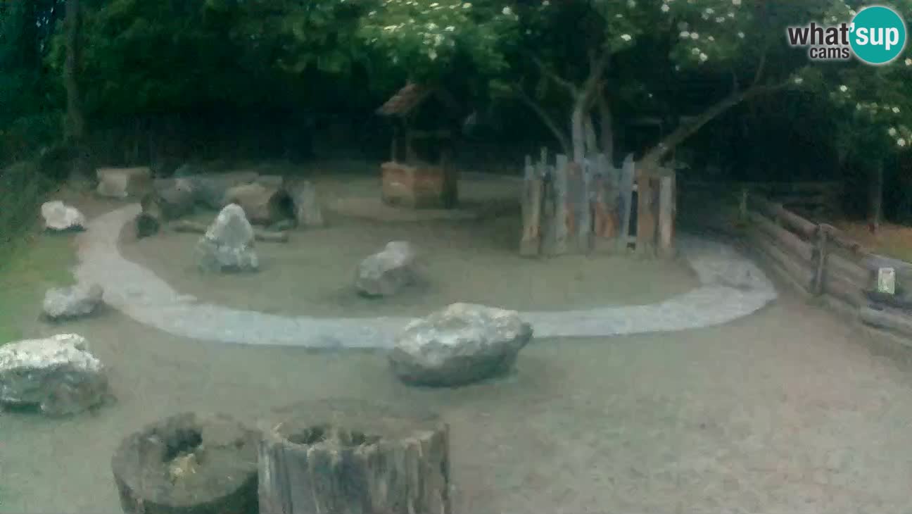 Zoo Zagreb – Haubenkapuziner