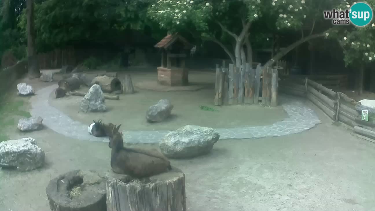 Zoo Zagreb – Brown Capuchin
