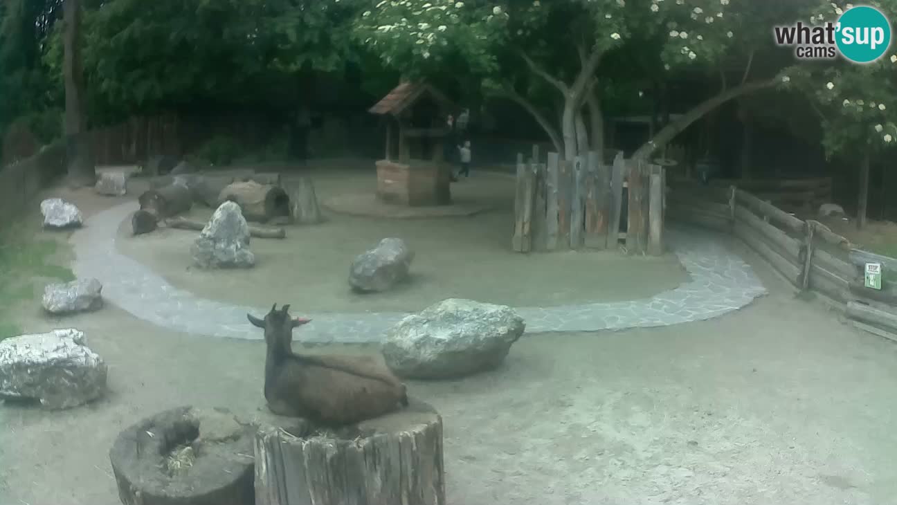 Zoo Zagreb – Brown Capuchin