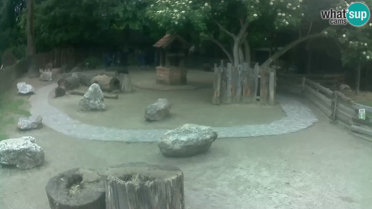 Zoo Zagreb – Rjava kapucinka