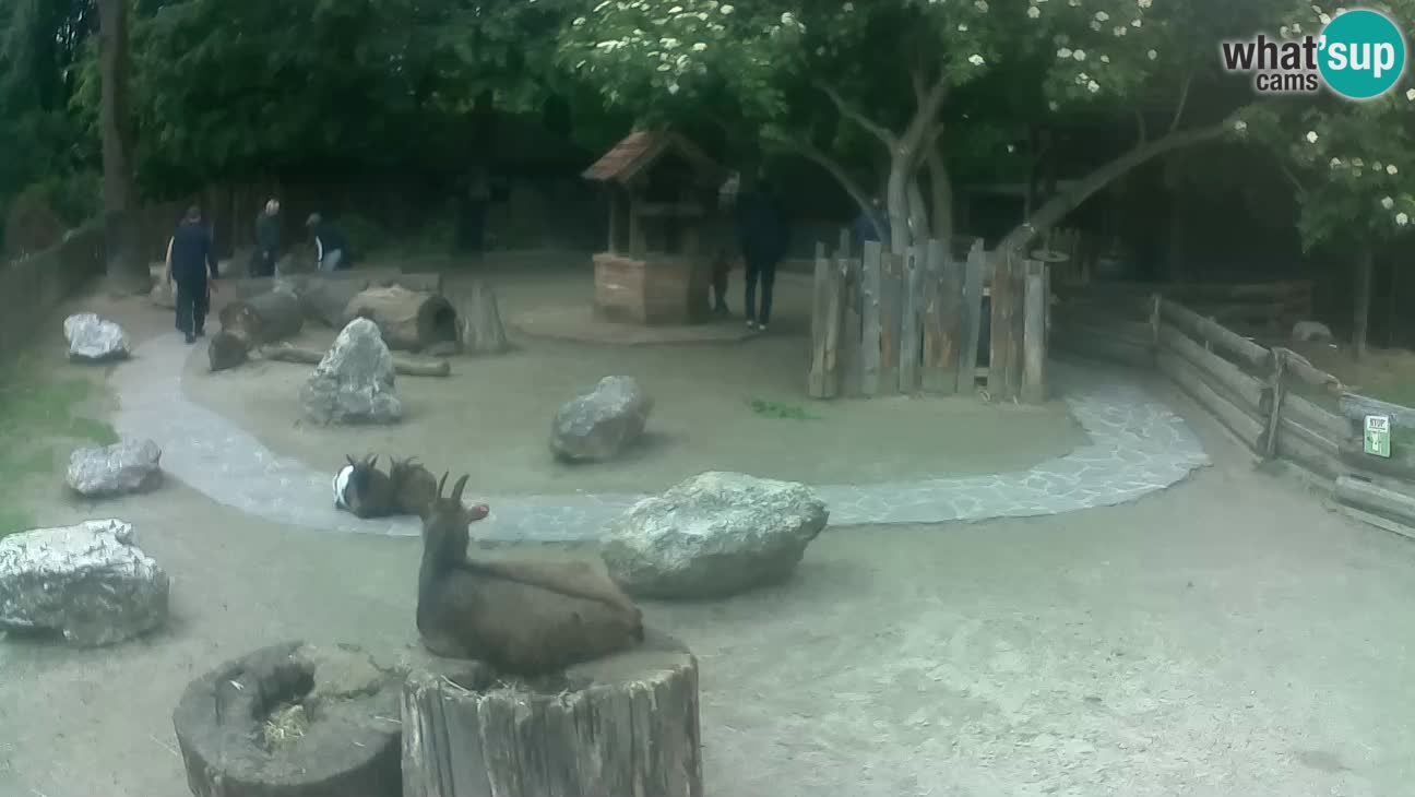 Zoo Zagreb – Brown Capuchin