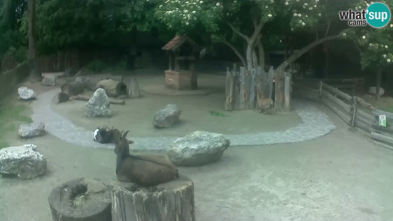 Zoo Zagreb – Rjava kapucinka