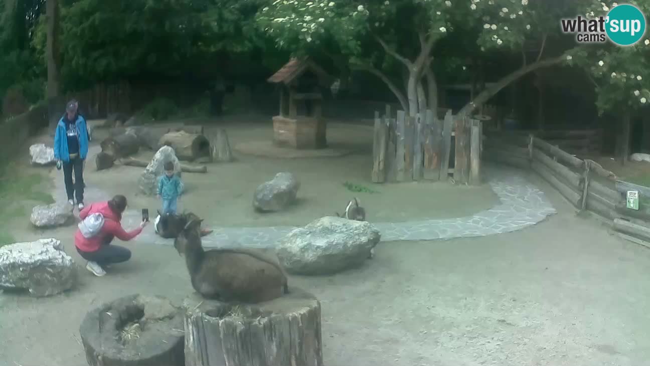Zoo Zagreb – Brown Capuchin