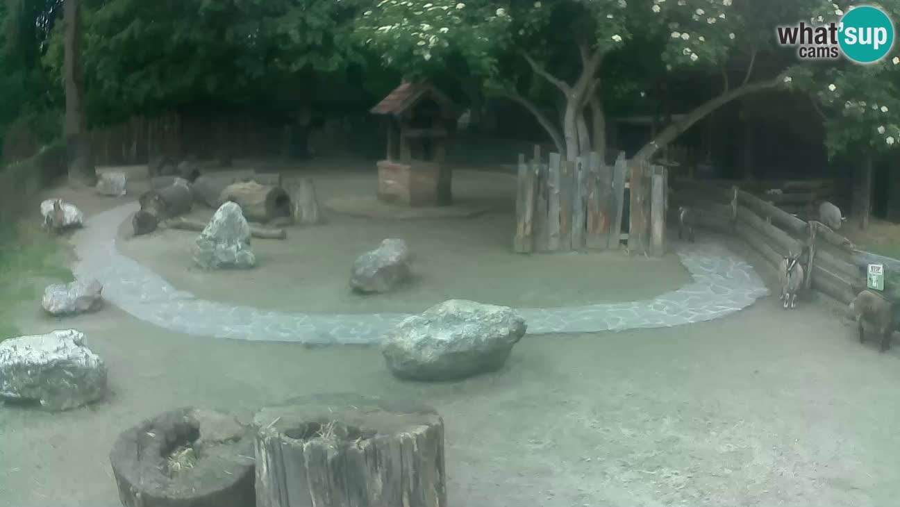 Zoo Zagreb – Brown Capuchin