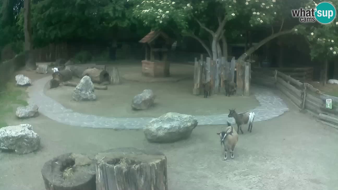Zoo Zagreb –  Mono maicero