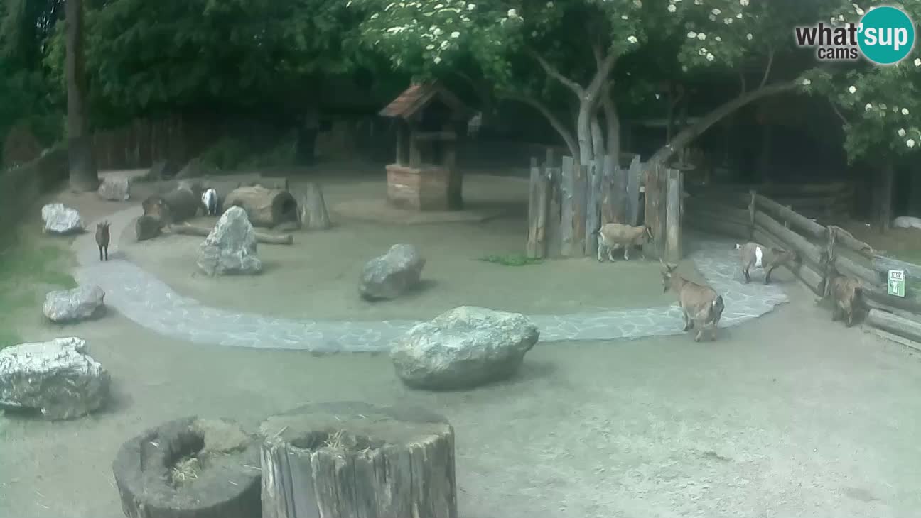 Zoo Zagreb – Cebo dai cornetti