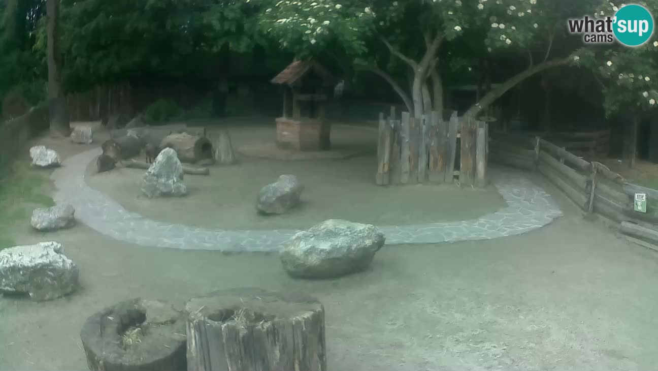 Zoo Zagreb – Rjava kapucinka