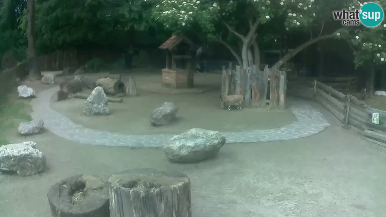 Zoo Zagreb –  Mono maicero