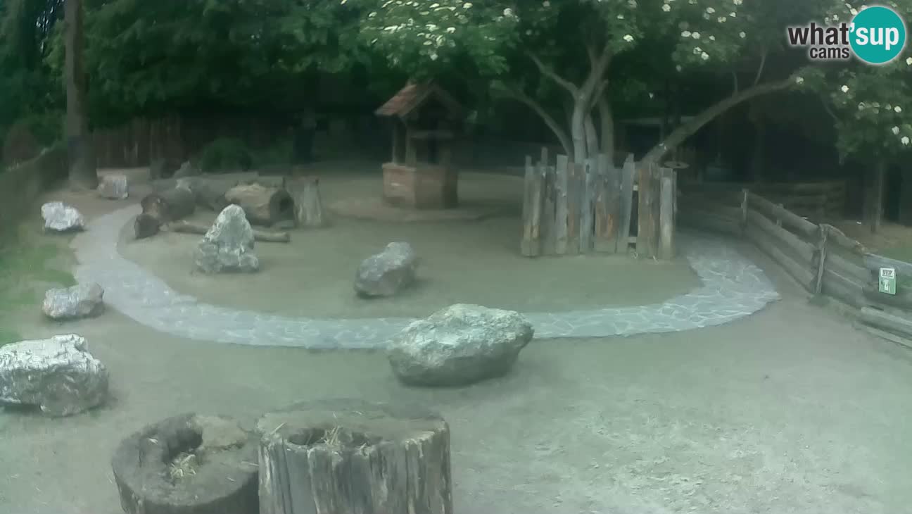 Zoo Zagreb – Rjava kapucinka