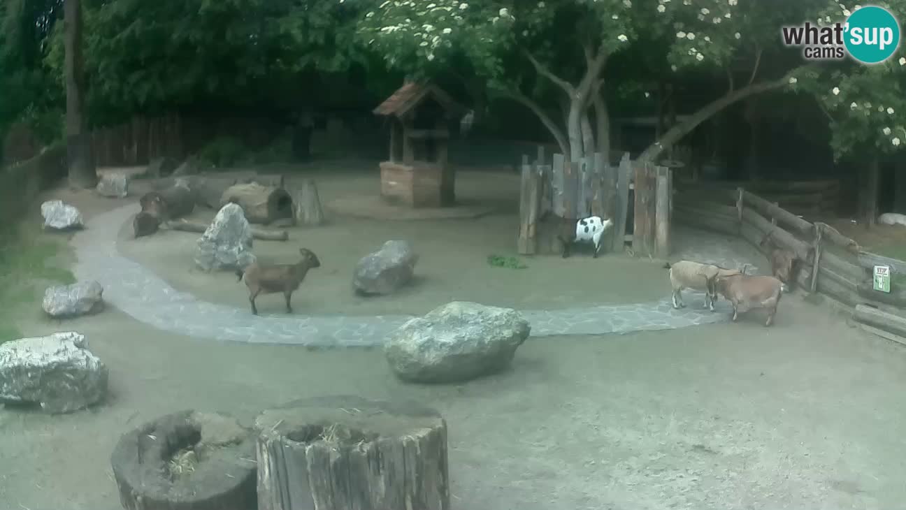 Zoo Zagreb – Brown Capuchin