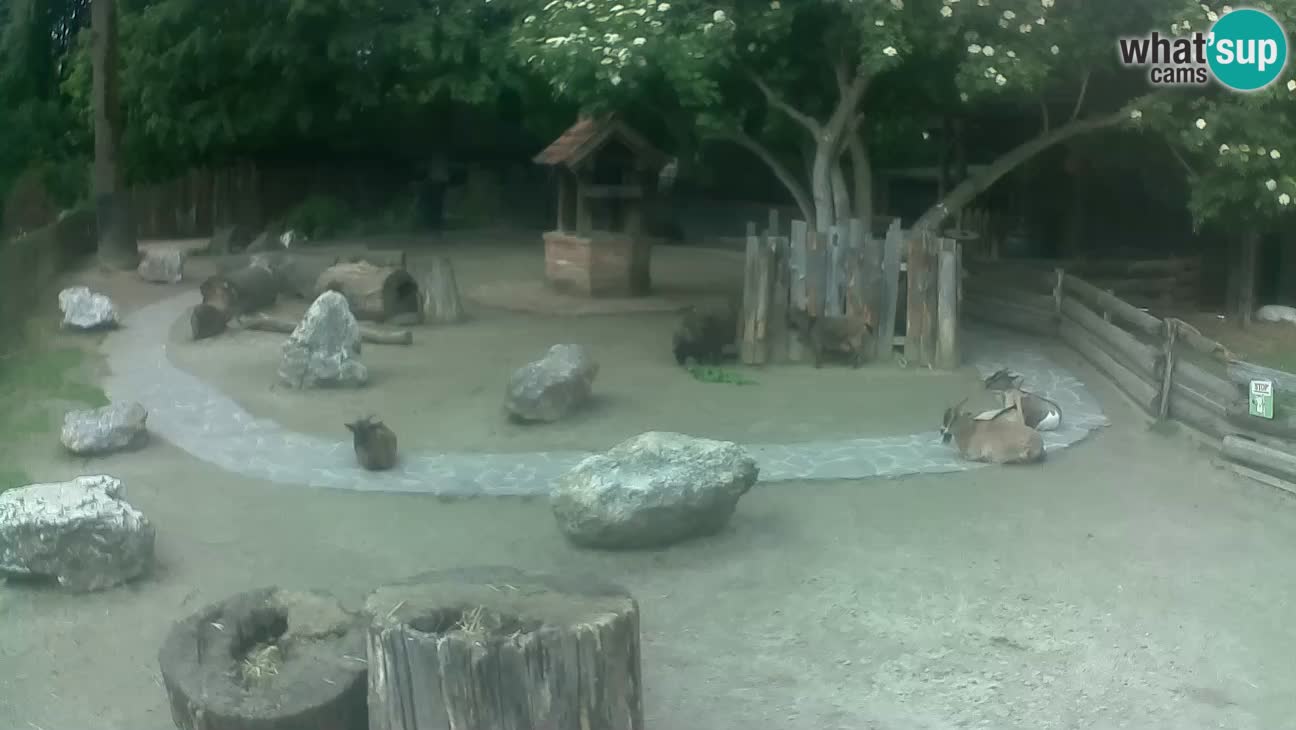 Zoo Zagreb – Rjava kapucinka