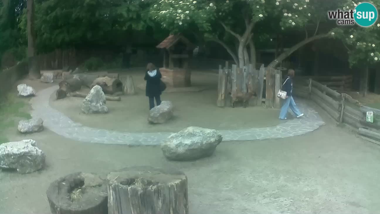Zoo Zagreb – Cebo dai cornetti