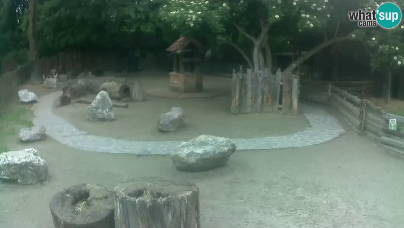 Zoo Zagreb – Brown Capuchin