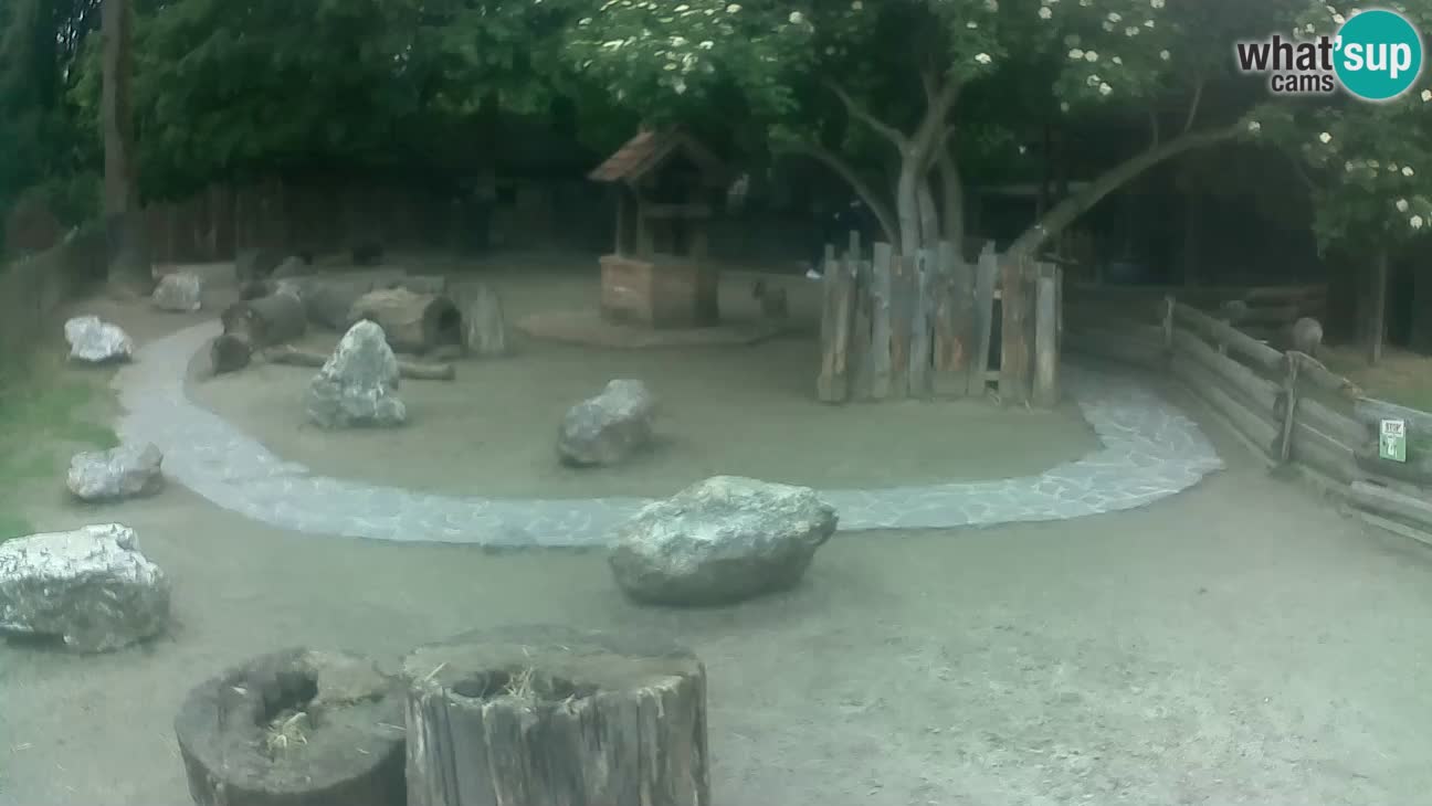 Zoo Zagreb – Rjava kapucinka