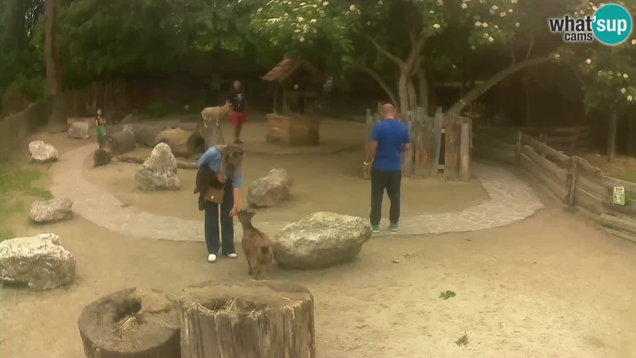 Zoo Zagreb – Haubenkapuziner