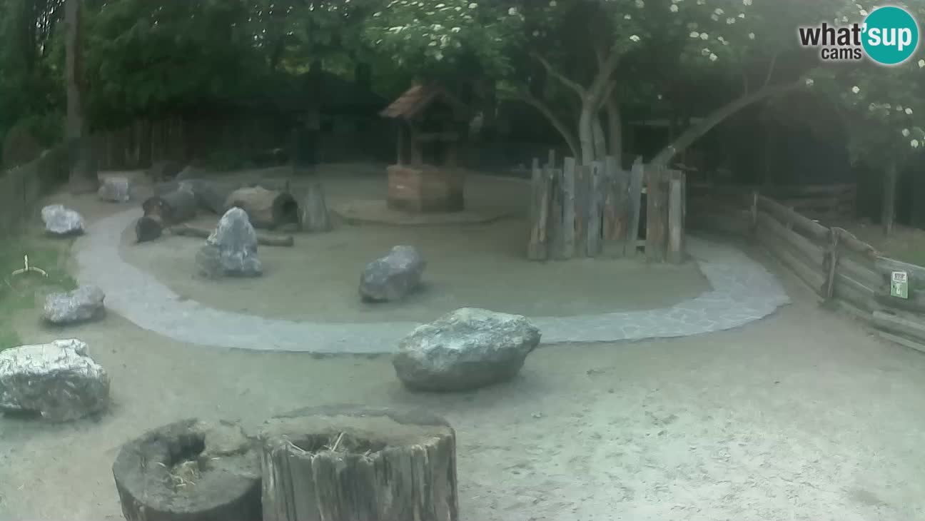 Zoo Zagreb –  Mono maicero