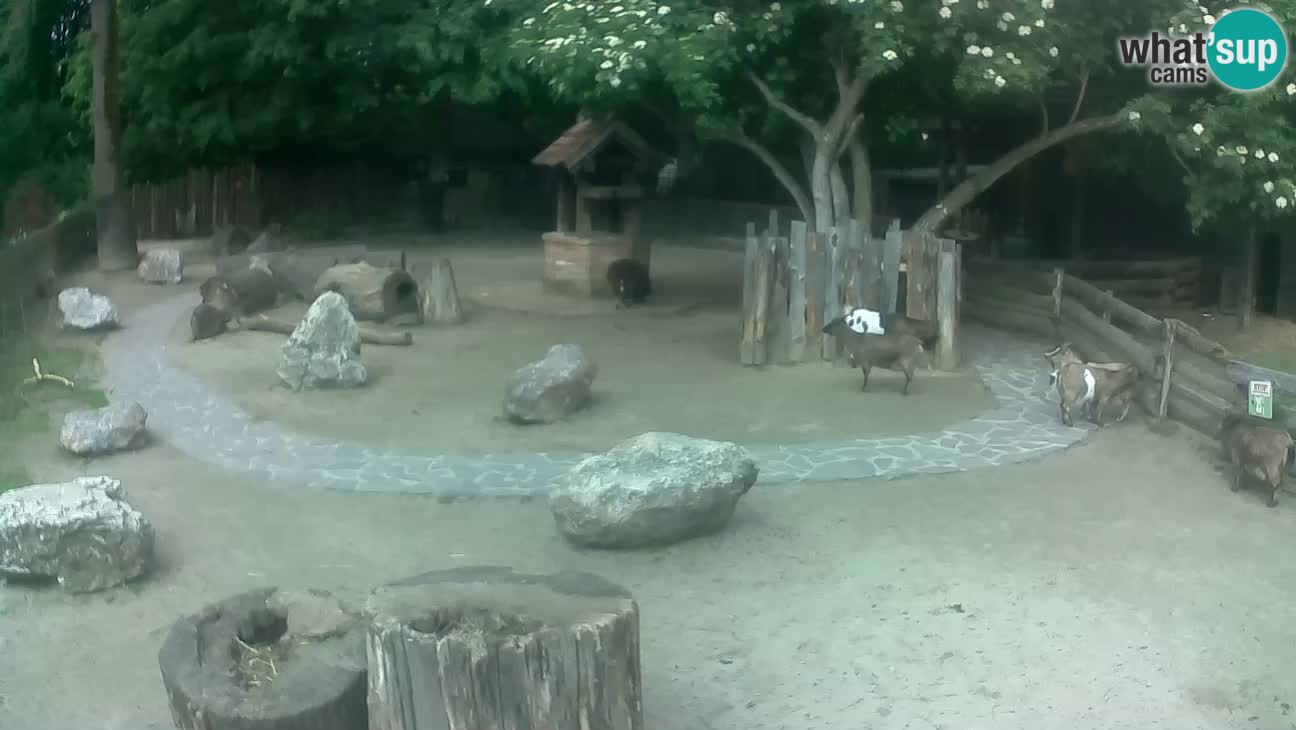 Zoo Zagreb – Cebus apella