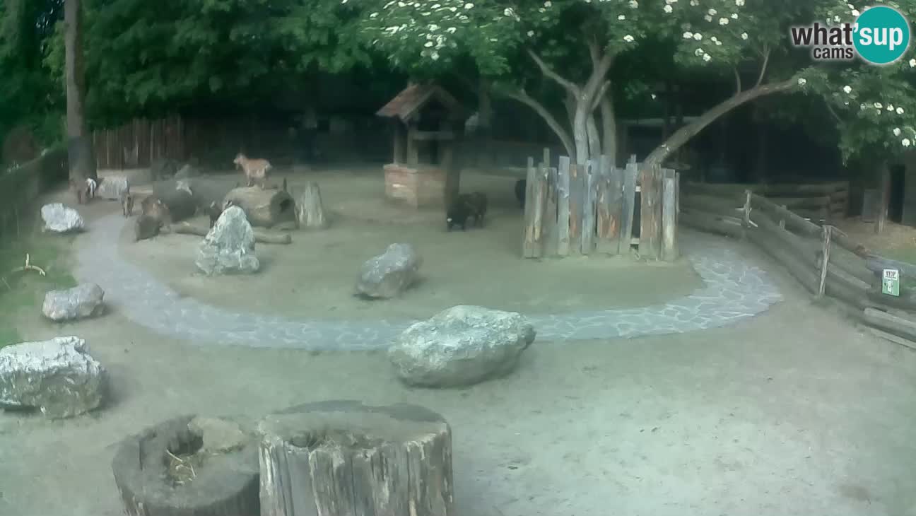 Zoo Zagreb – Brown Capuchin