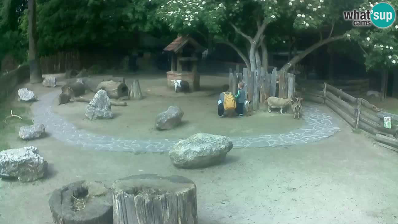 Zoo Zagreb – Cebo dai cornetti