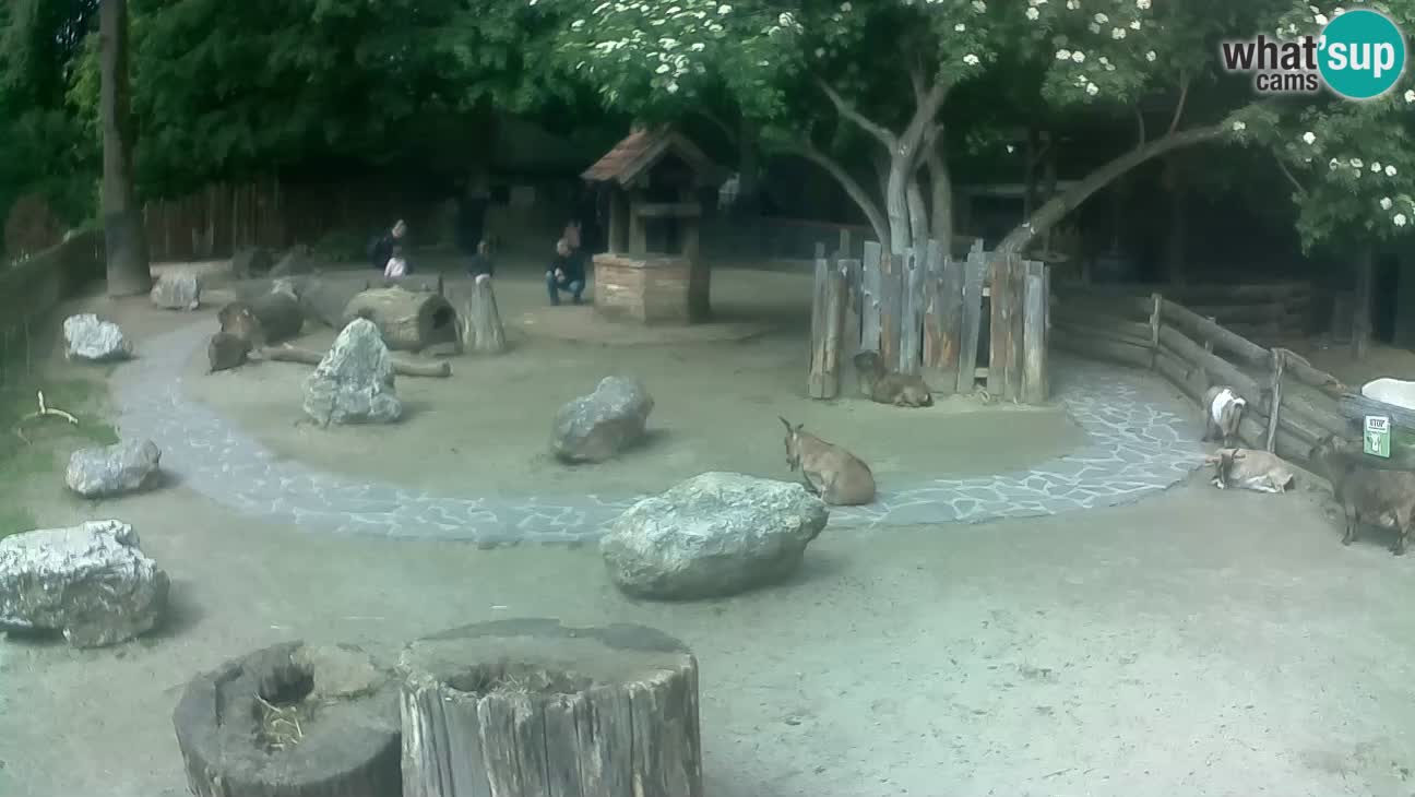 Zoo Zagreb – Brown Capuchin