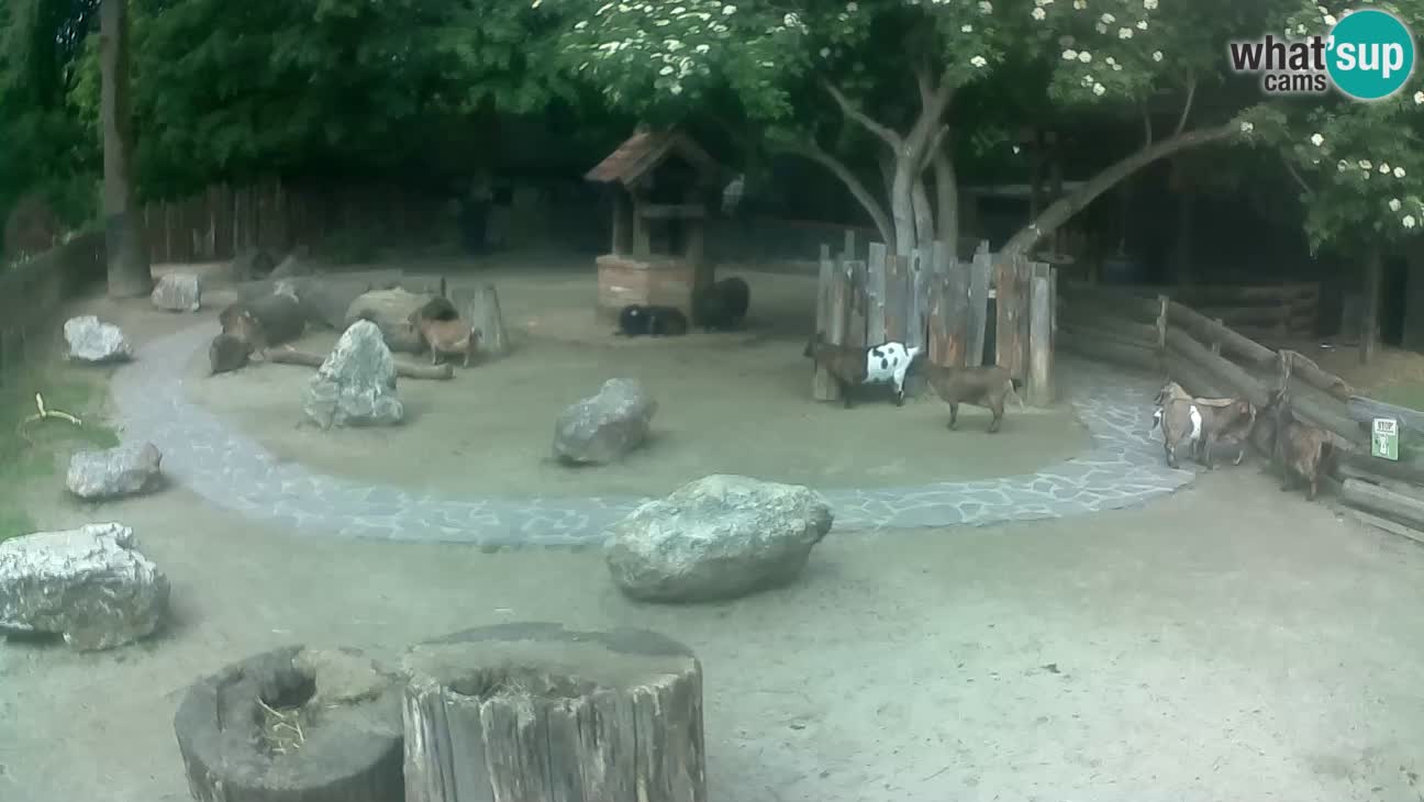 Zoo Zagreb – Brown Capuchin
