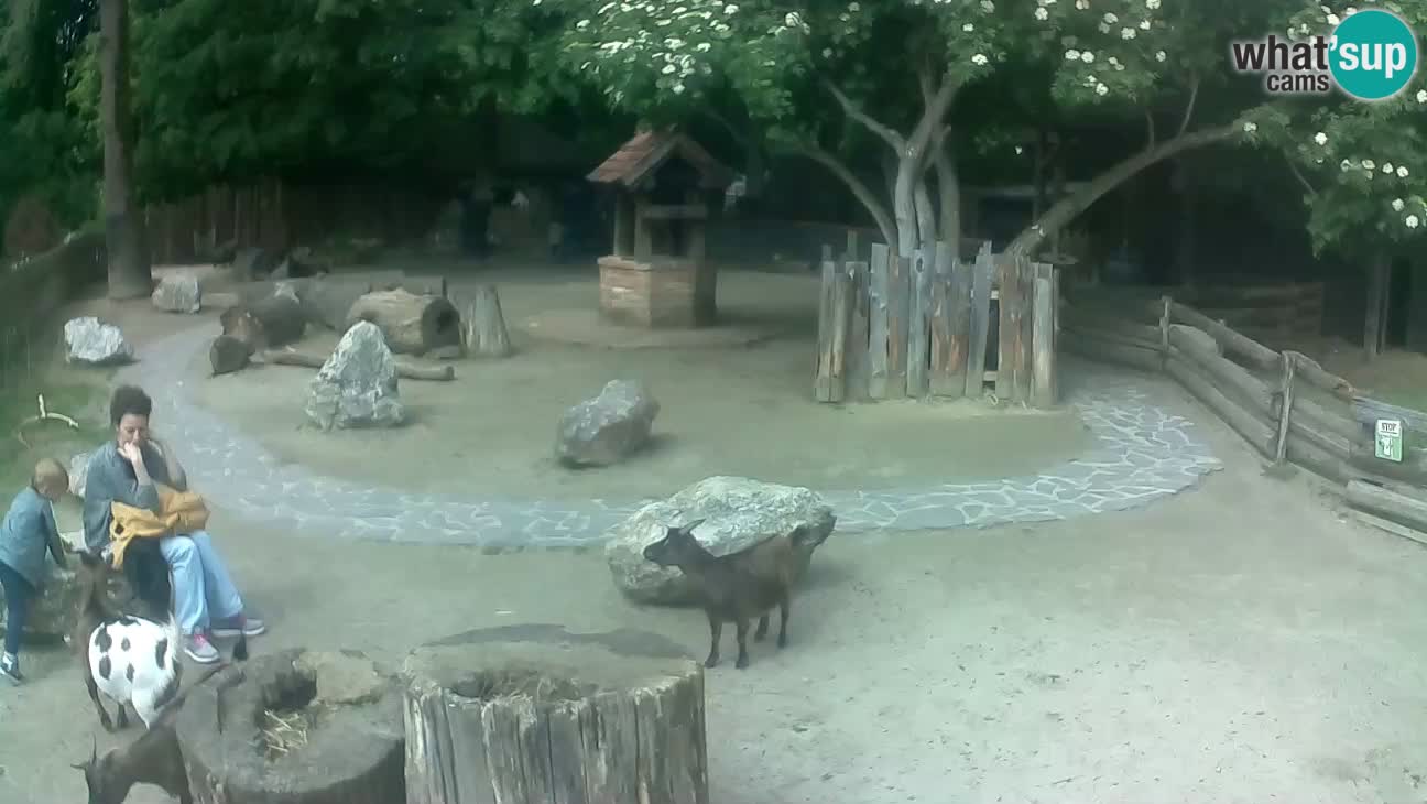 Zoo Zagreb – Rjava kapucinka