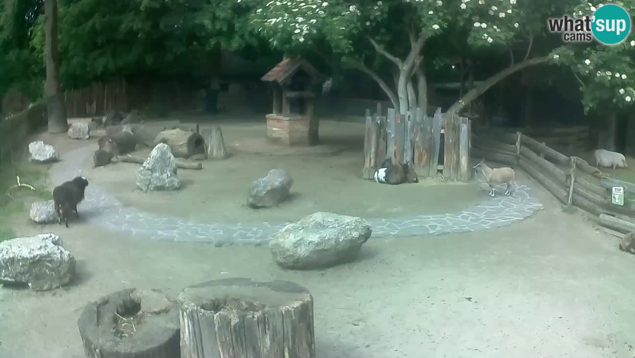 Zoo Zagreb – Brown Capuchin