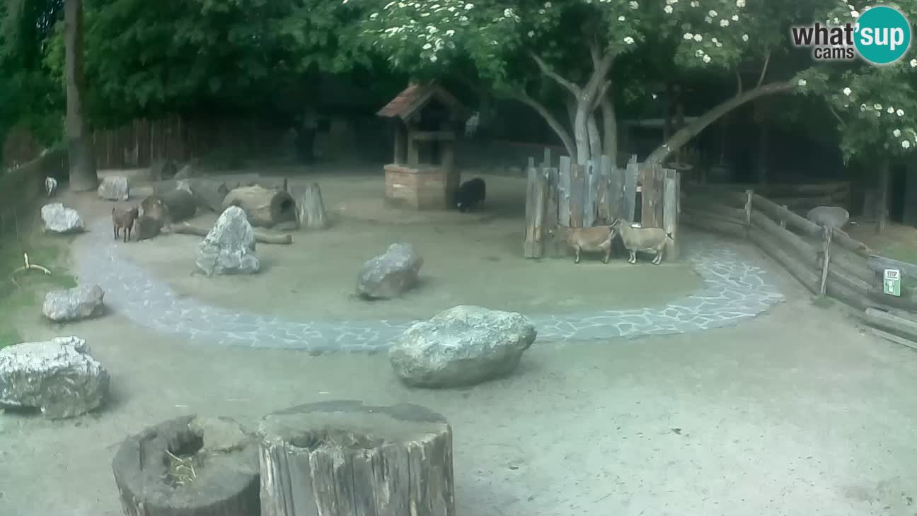 Zoo Zagreb – Brown Capuchin