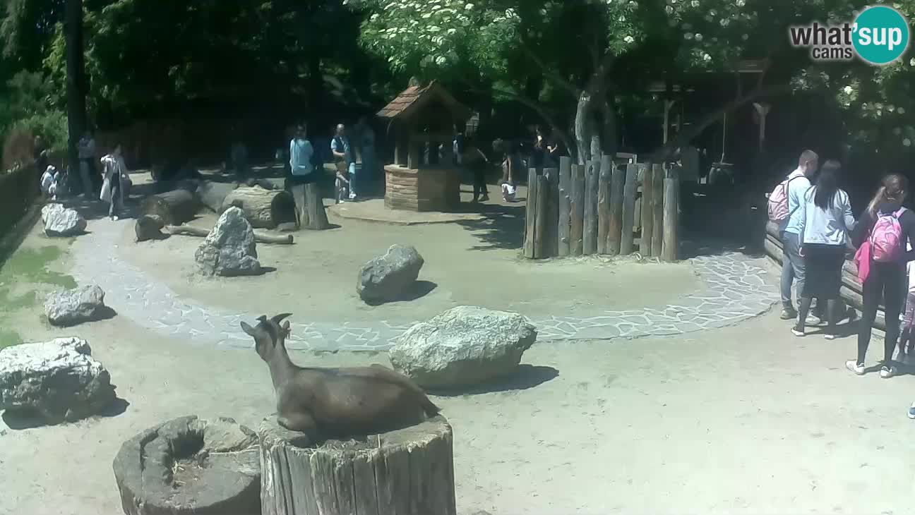 Zoo Zagreb – Cebo dai cornetti