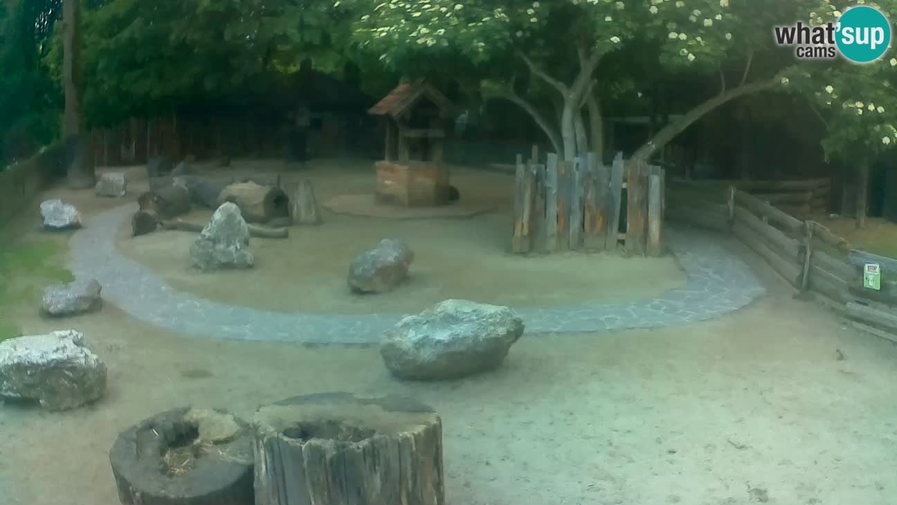 Zoo Zagreb – Brown Capuchin