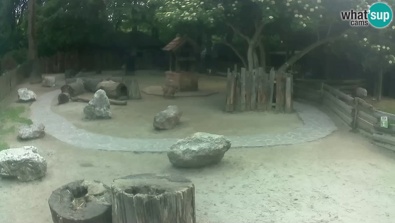 Zoo Zagreb – Brown Capuchin