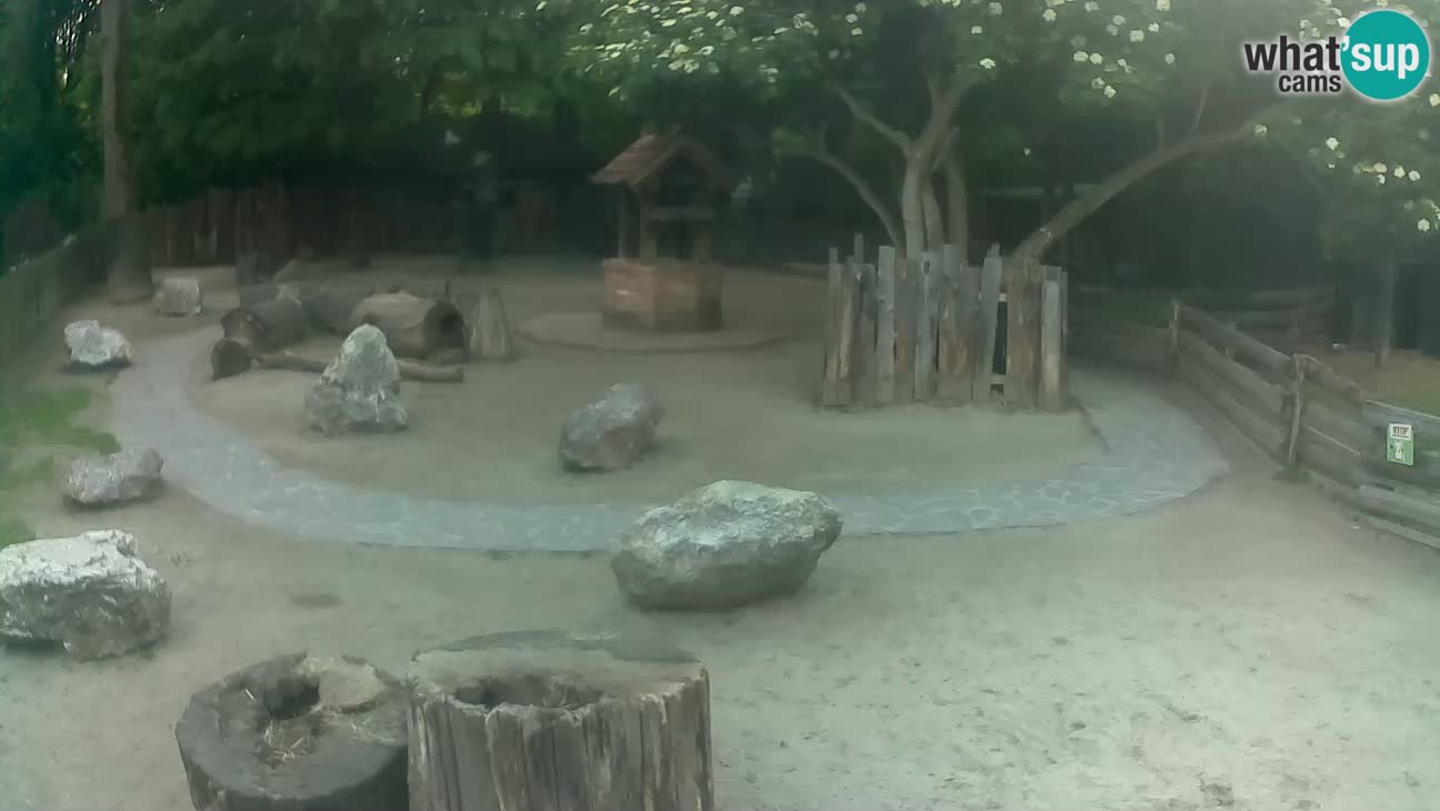 Zoo Zagreb – Brown Capuchin