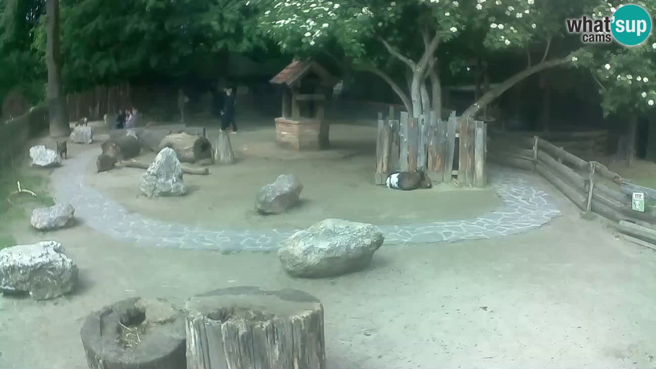 Zoo Zagreb – Cebo dai cornetti