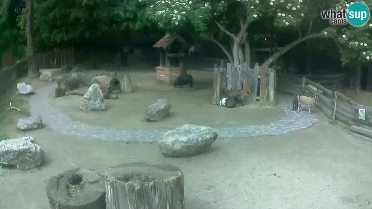 Zoo Zagreb – Brown Capuchin