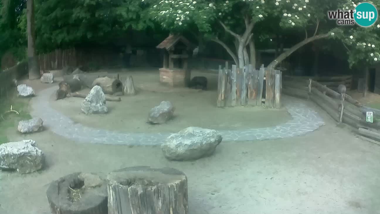 Zoo Zagreb – Rjava kapucinka