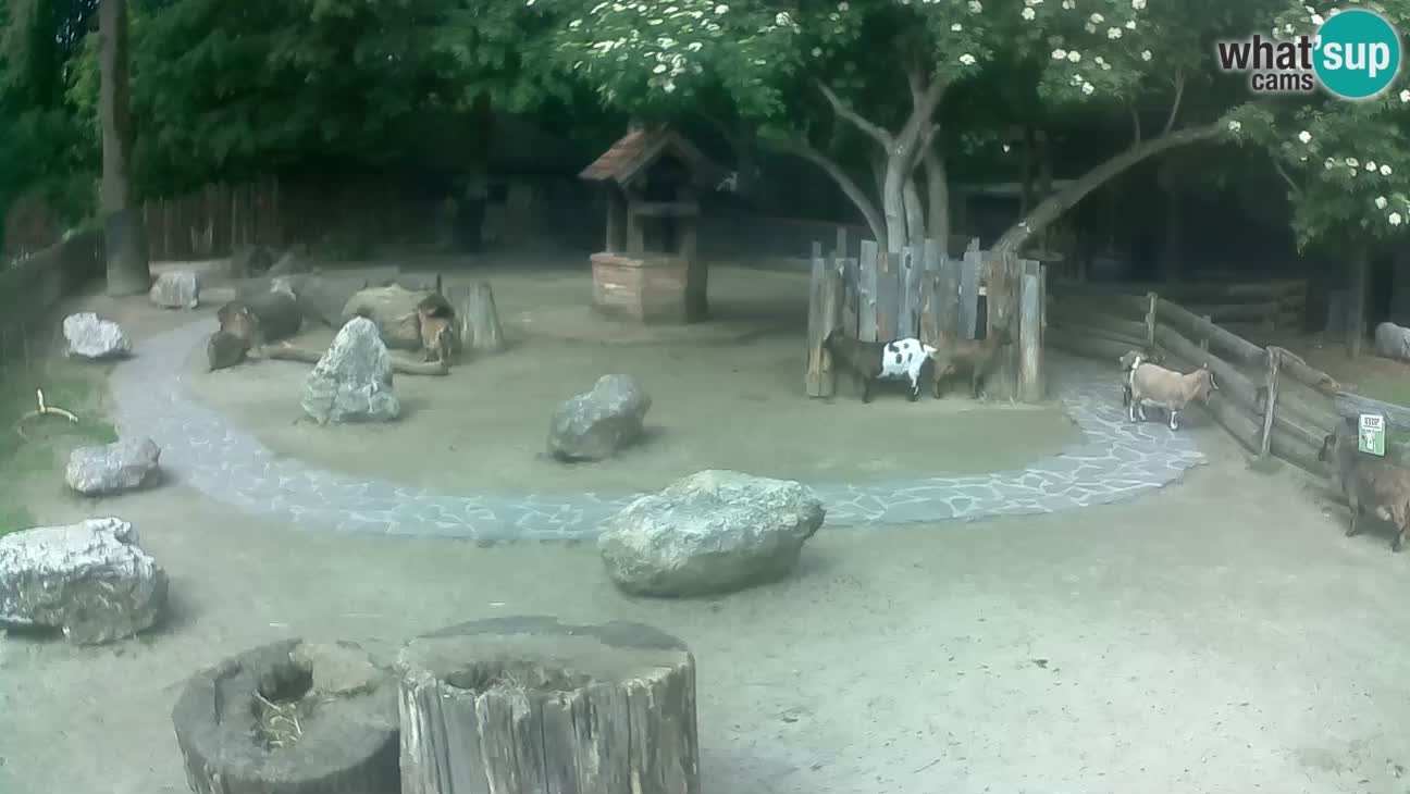 Zoo Zagreb – Cebo dai cornetti