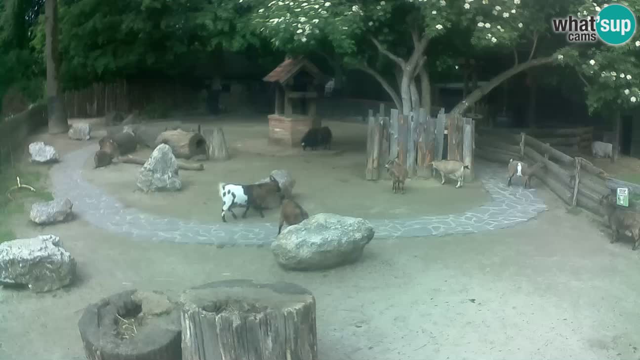 Zoo Zagreb – Haubenkapuziner